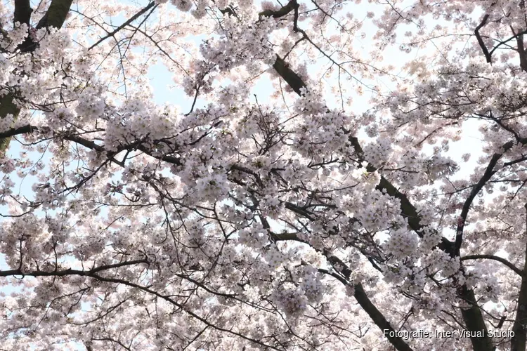 Lente gaat woensdag van start, weer blijft licht wisselvallig