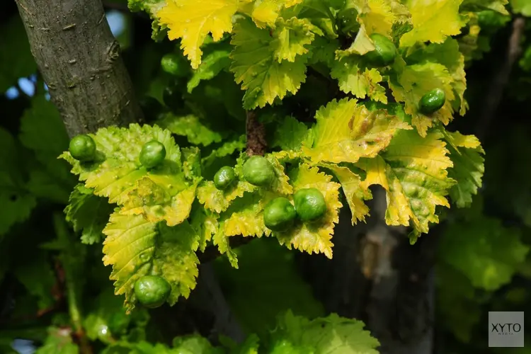 Verwijderen en herplanten van bomen