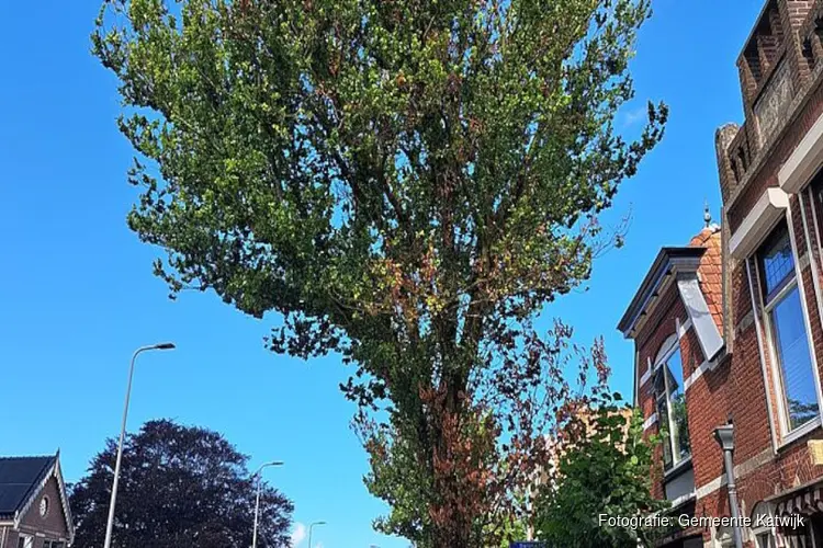 Verwijderen bomen met iepziekte