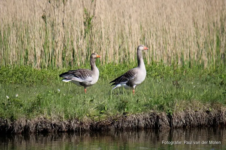 Ganzenbeheer Zuid-Holland kan deels doorgaan